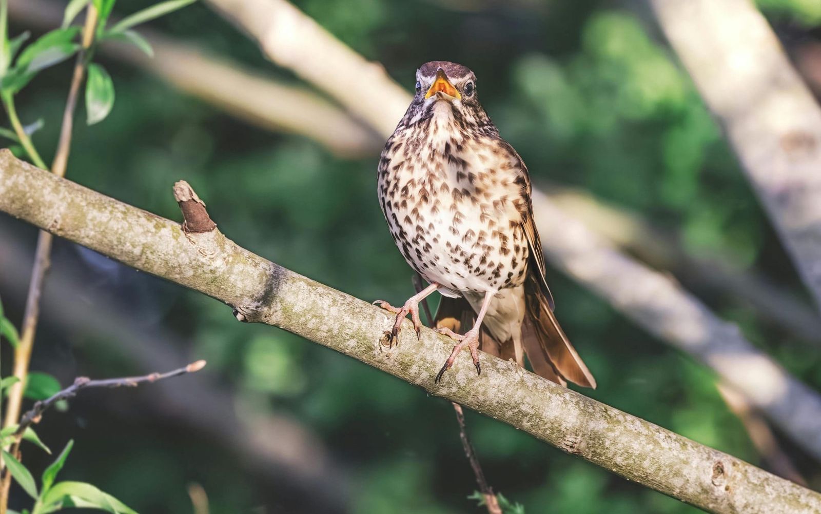 6 Woodland birds you’ll hear before you see and how to identify them