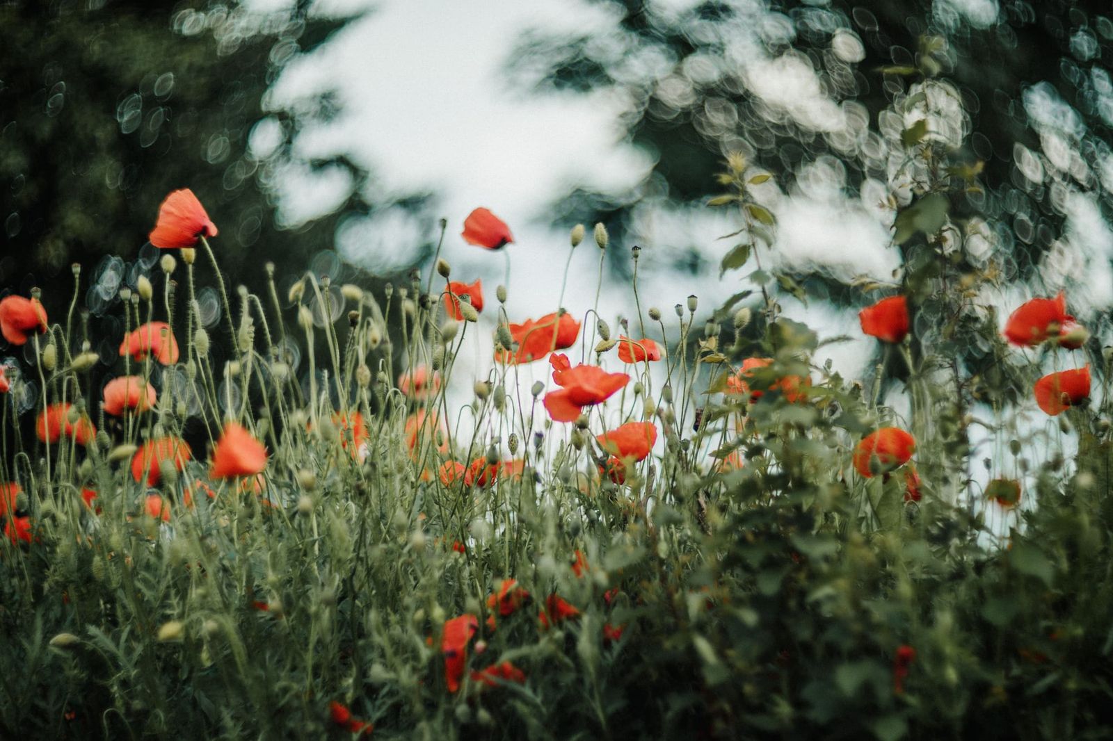 Britain’s best loved wildflowers revealed
