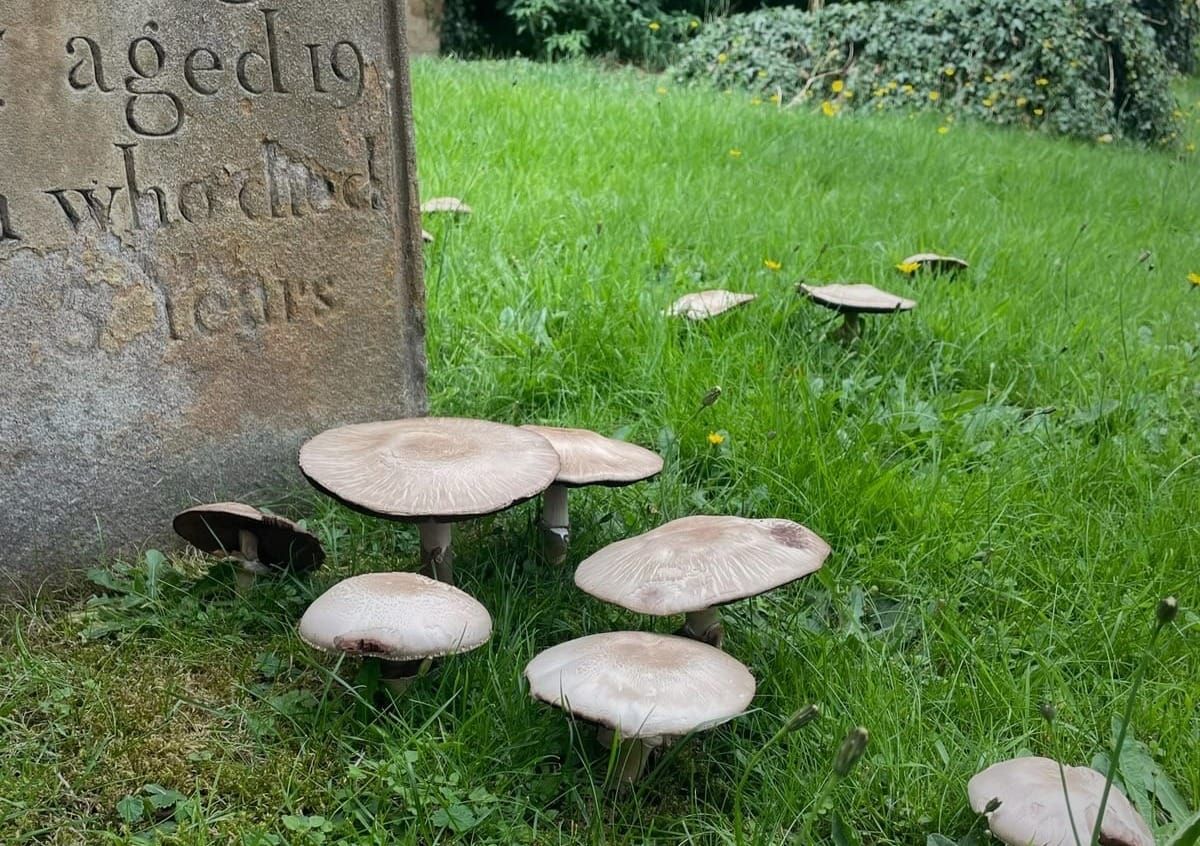 Wood You Dare? Six Halloween Horrors Hiding in the Trees