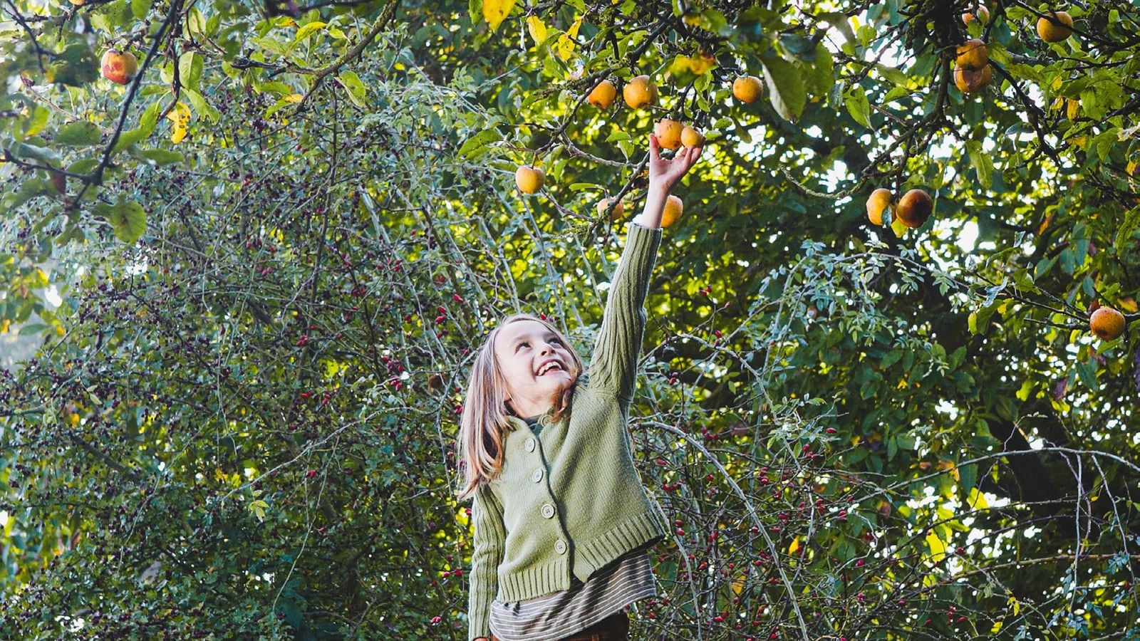 A smiling girl in a green cardigan stretches up to pick an apple from a laden tree in an autumn orchard
