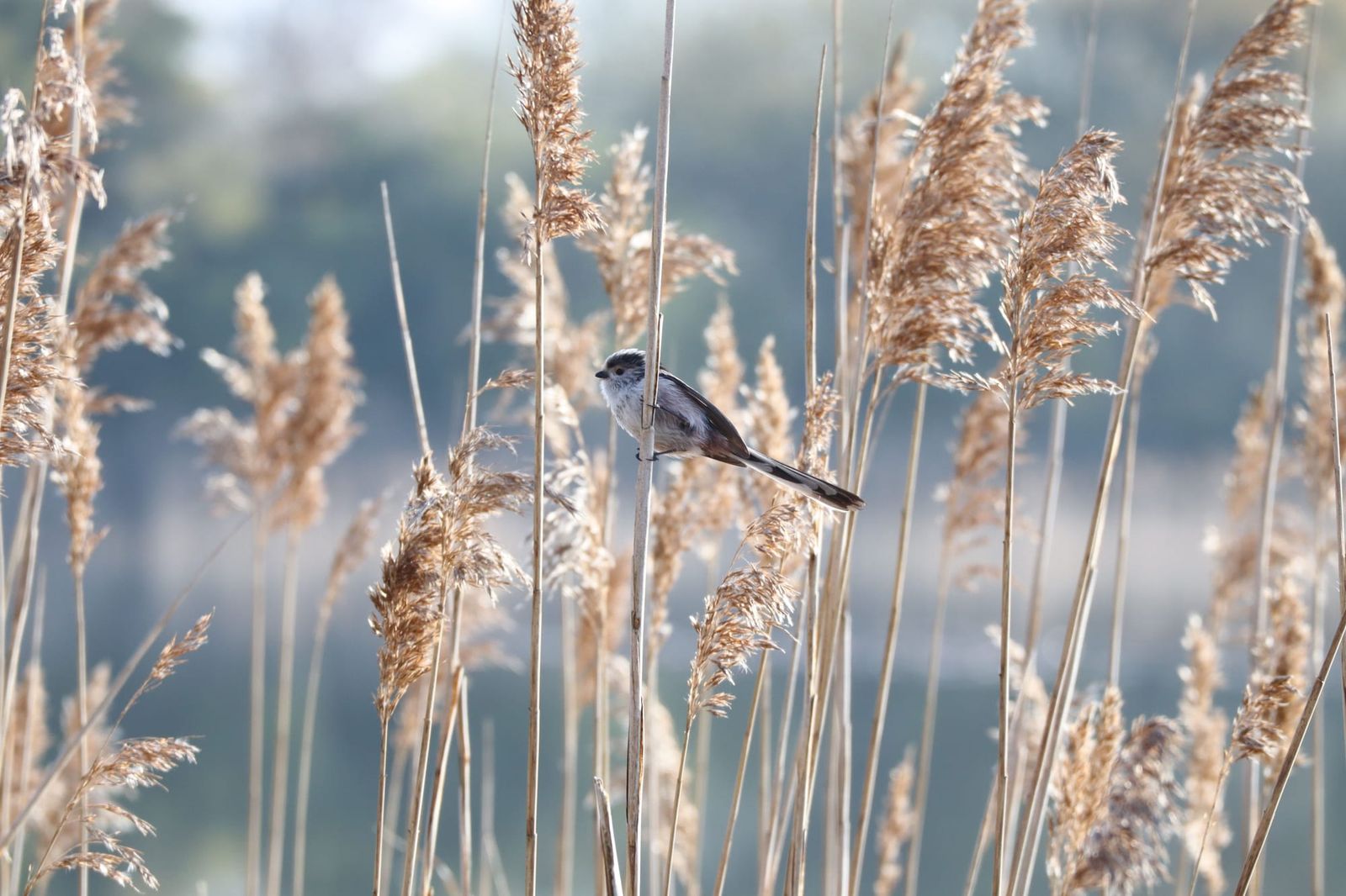 A small bird perched among feathery golden reeds beside the water