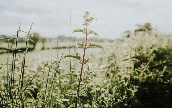A Woman's Weed: Why I Grow Nettles for Health