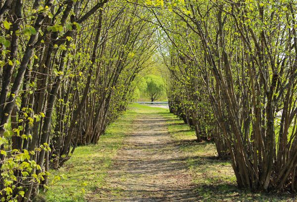 Grove of hazel trees, glowing bright green in the sunshine