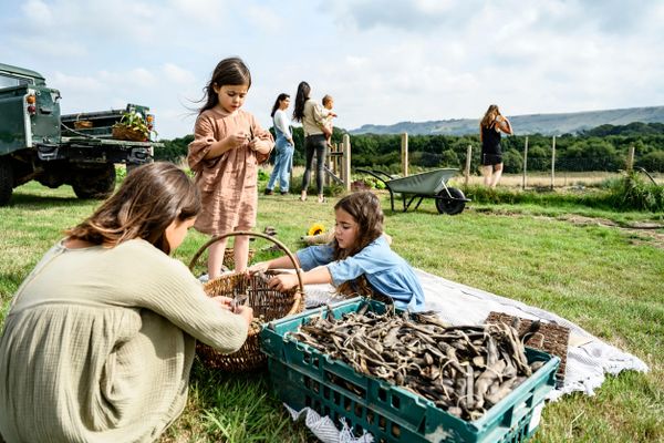 Photo of three children gathering seeds from pods into a basket, on a smallholding, adults and a truck in the distance