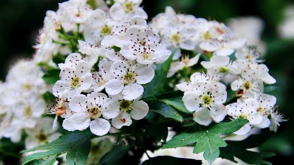 How to Make Heart Medicine from the Hawthorn Tree