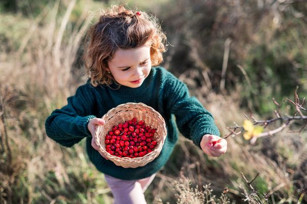 Girl foraging rosehips