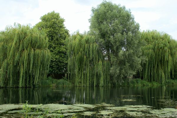The Celtic Tree Calendar - Willow