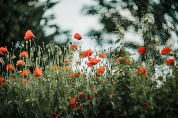 Britain’s best loved wildflowers revealed
