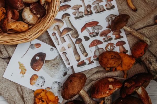 Mushroom Foraging Without the Fear: A Beginner’s Guide to Britain’s Wildest Autumn Harvest