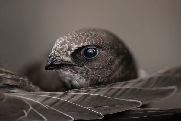 Close-up of a swift's head and dark eye, its long, sickle-shaped wing feathers folded in front of it
