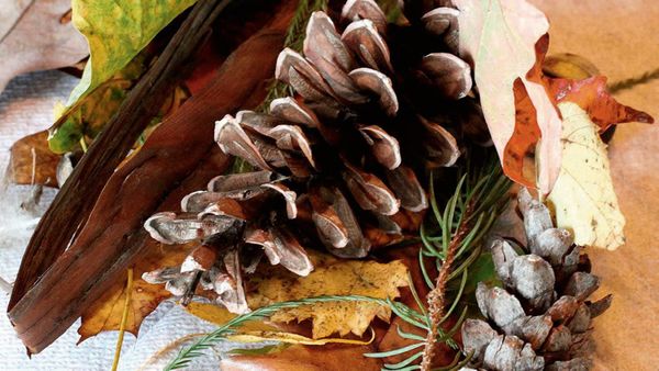 Pine cones, autumn leaves and bark collected on a nature walk
