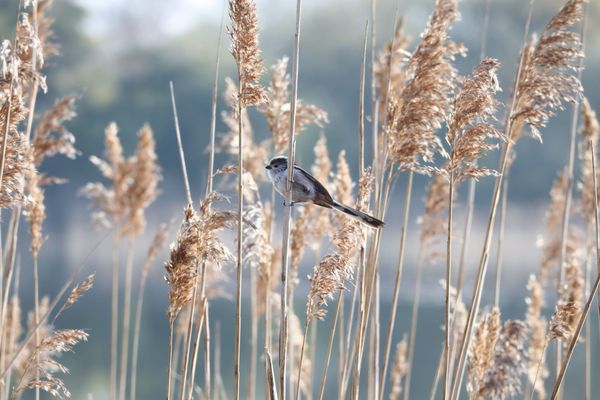 A small bird perched among feathery golden reeds beside the water