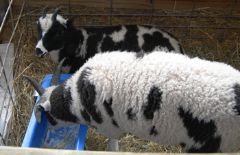 Jacob sheep.