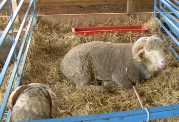 Merino sheep.