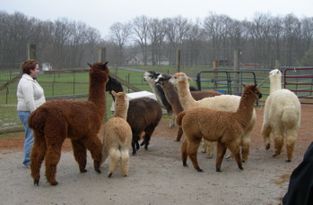 Alpaca.