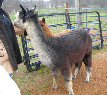 Liberator with Ellen and Symphony.