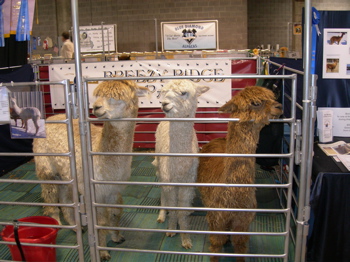 Rakestraw, Sonic, and Storm.