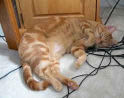 Cat on a hot tin vent.