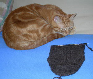 Coopworth scarf and Tangle cat.