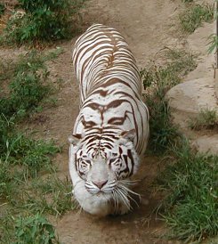 TJ the white tiger.