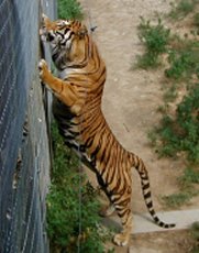Tiger on two legs.