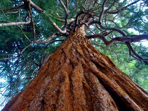 The Tao of the Redwood