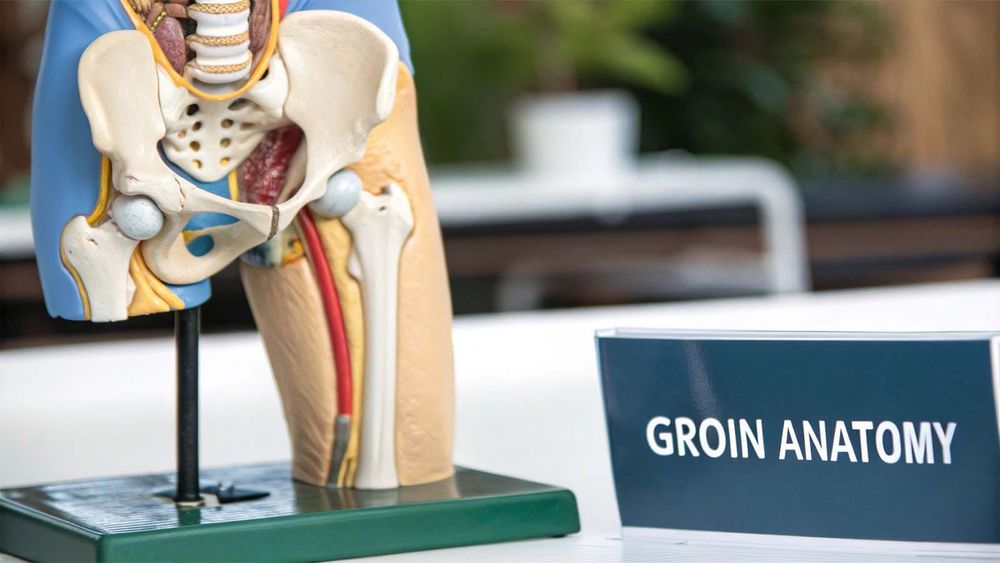 Cross-section model of a pelvis and leg next to a sign reading "groin anatomy" 