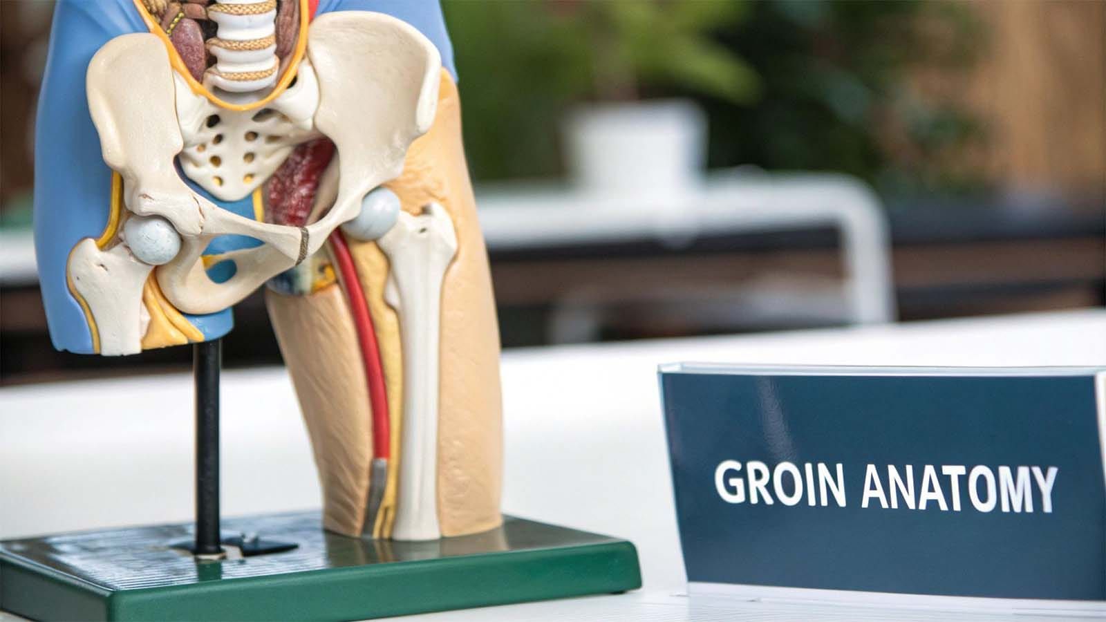 Cross-section model of a pelvis and leg next to a sign reading "groin anatomy" 