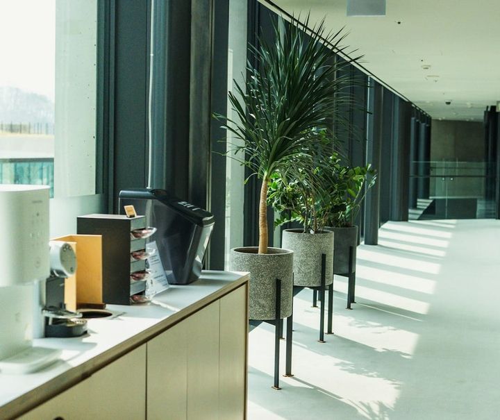 A contemporary small business office showcases vibrant green plants, ample natural light, and team members engaged in collaborative work, embodying a biophilic design strategy.
