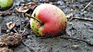 Apple in the mud Post feature image
