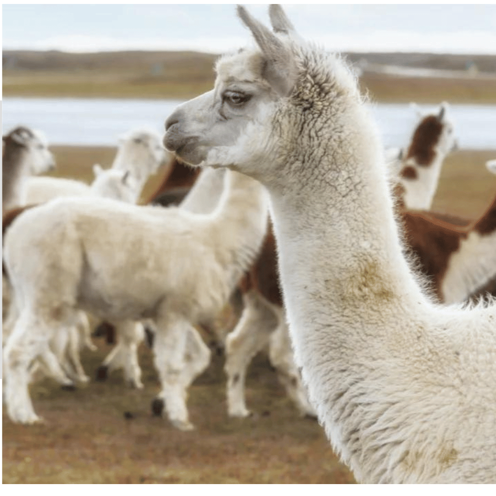 Avocado Simple Yet Supportive Topper