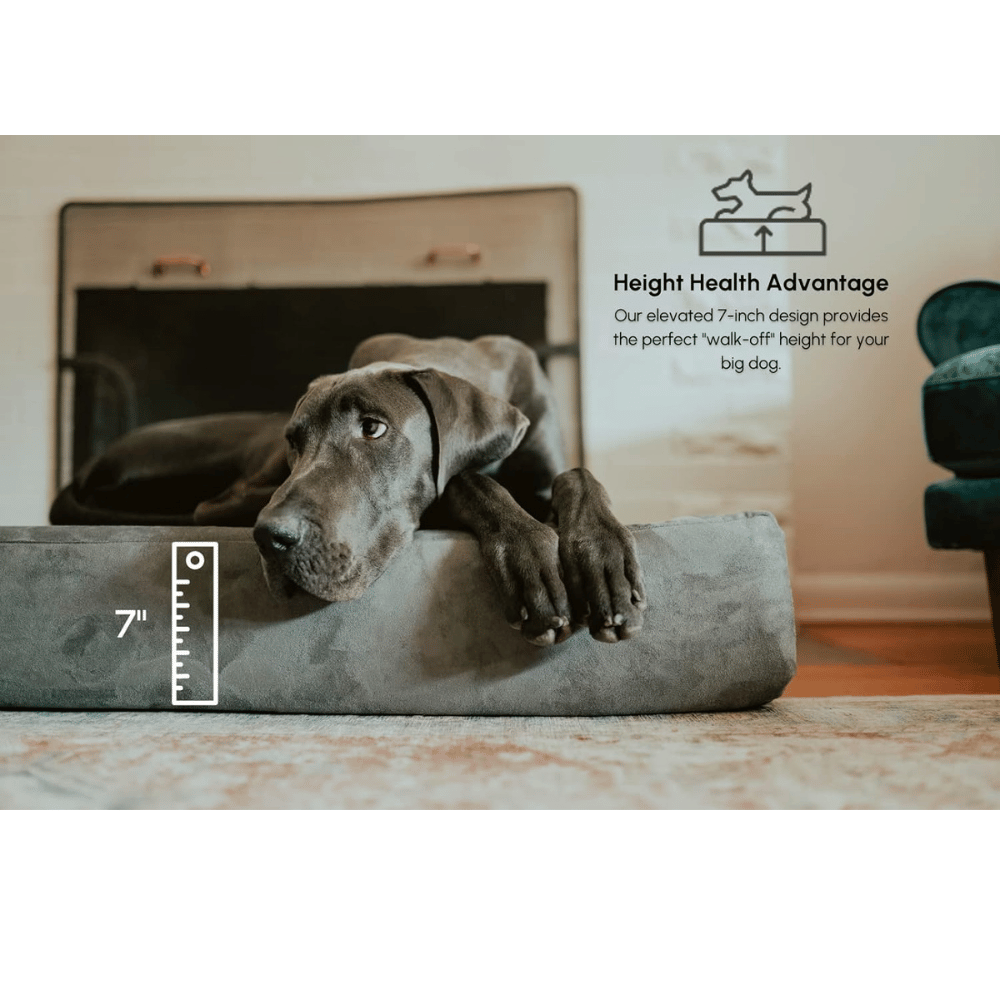 Discover the best pet bed frame.
