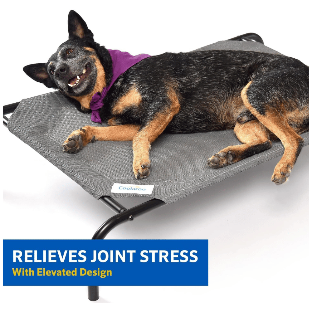 Discover dog bed frames for large dogs.