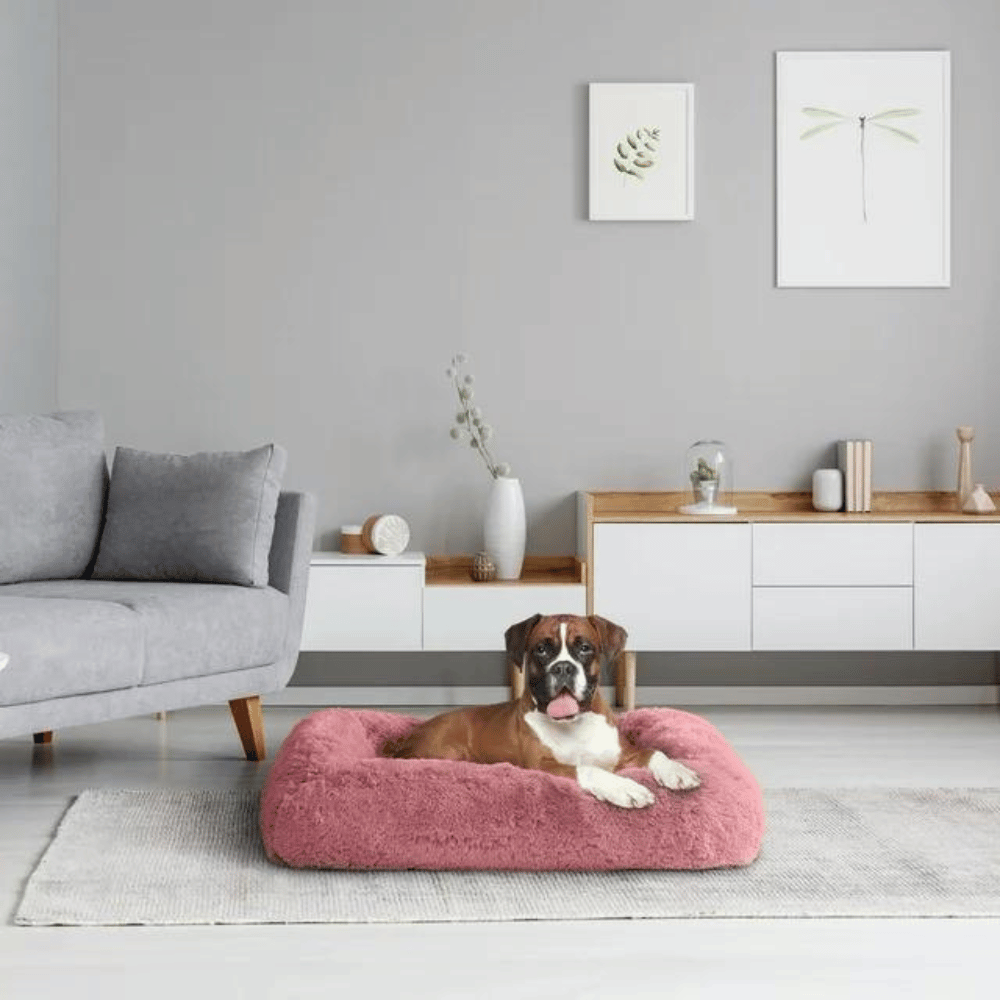 Learn more about a large dog bed frame.