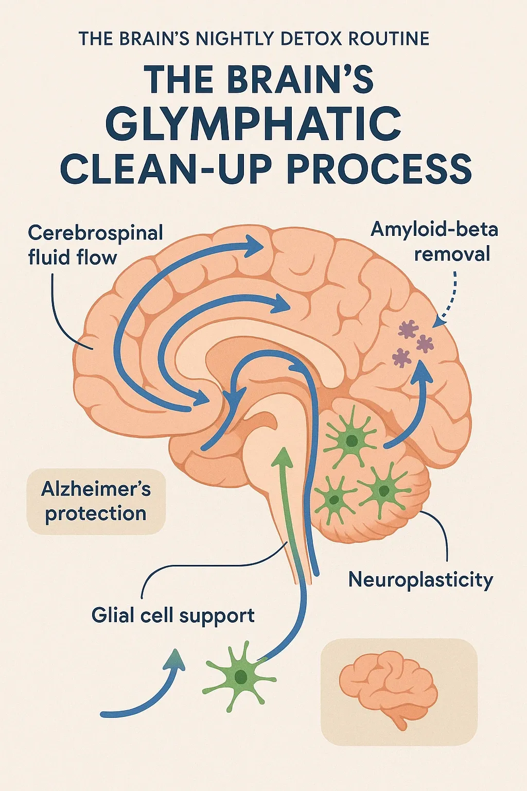 Brain glymphatic clean-up process visual