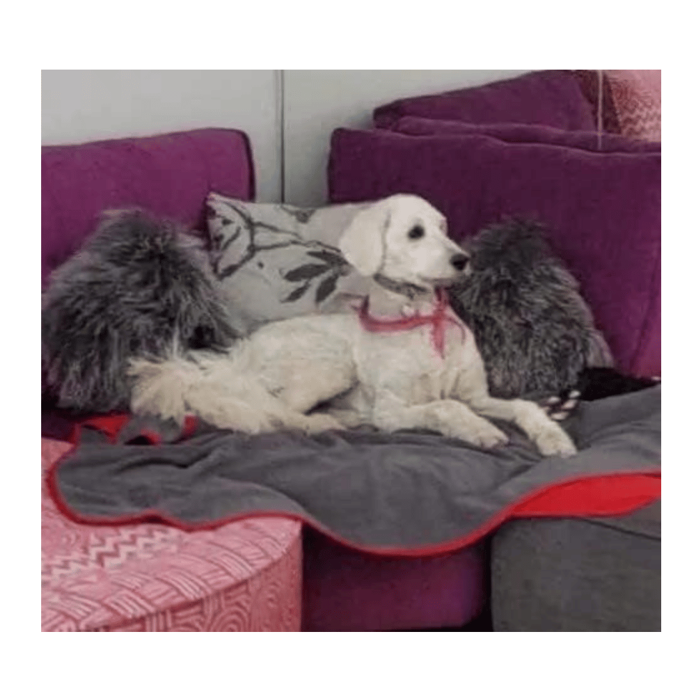 TOP Deluxe waterproof pet blanket