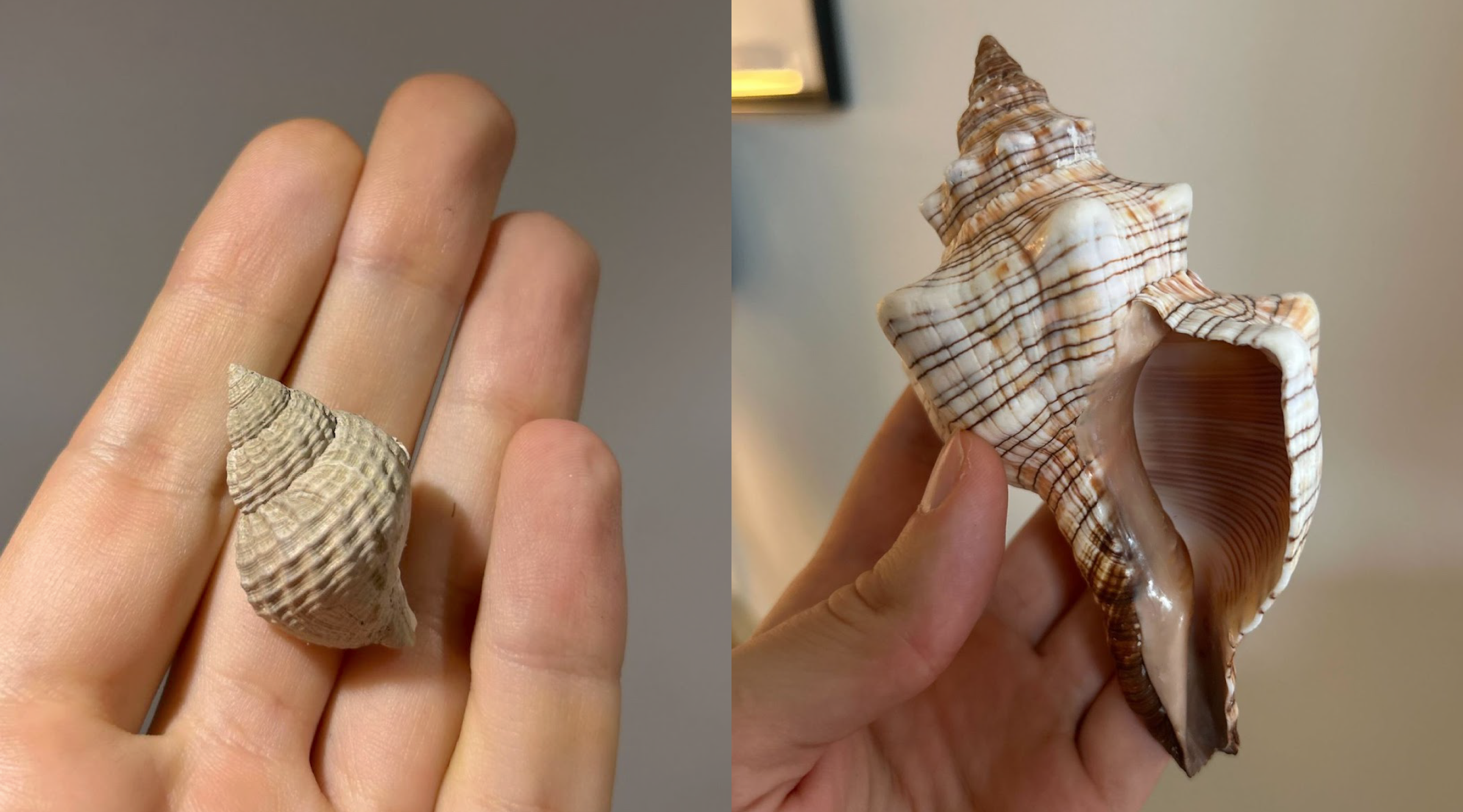 readymag blog_Gleb's shells