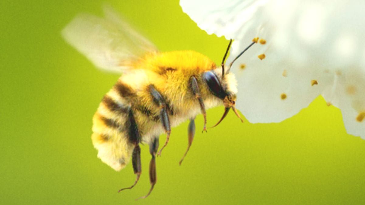 A bee is shown in flight on the key art for the NatGeo docuseries Secrets of the Bees. (Photo Credit: Courtesy of National Geographic.)