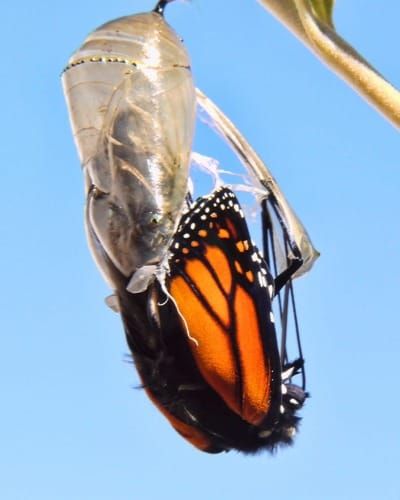TT#3: How the “mid-transition” calls us to action