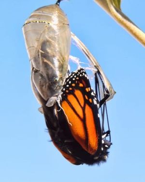 TT#3: How the “mid-transition” calls us to action