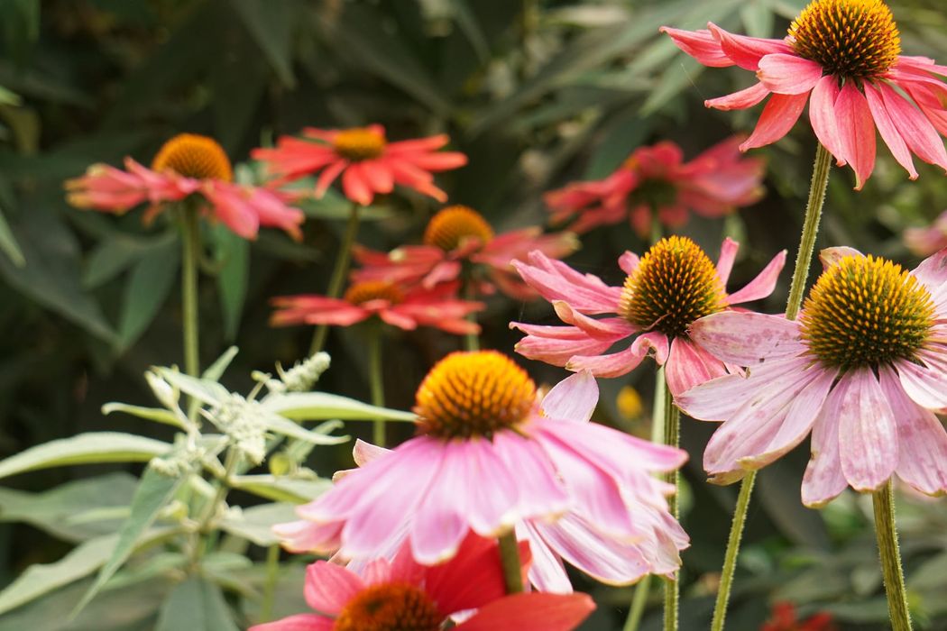 Coral-colored Coneflowers aka Echinacea photographed among green leaves in the PNW. Pic captured by FatBlackChick. 