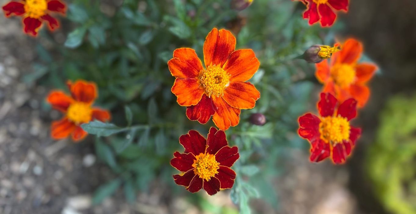 My existence is political.