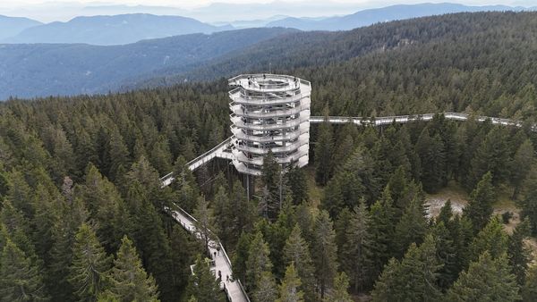 Pot med krošnjami Pohorje – doživite Roglo z drugačne perspektive.