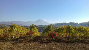 Biodynamic Food, Wine, Travel and Fun!