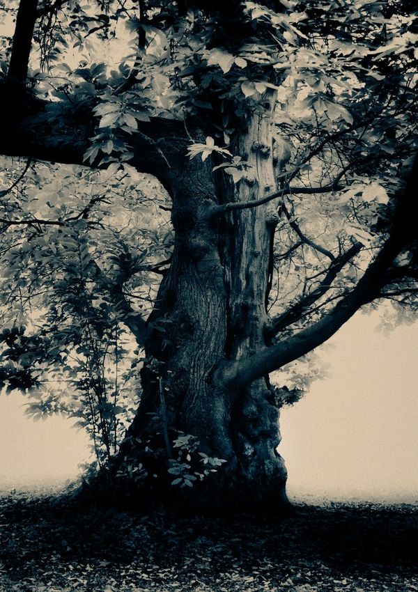 June Luminary Interview-  Gary Liggett Liverpool Poet, Filmmaker, Organic Smallholder