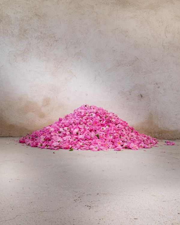 October Hot List: Radical  Rose Perfume Extraordinaire, Tammam & Prof Ed Hawkins Climate Stripes Couture, 
Blackberry & Bourbon Cocktails & Natalie Wood & the Power of the Pussy Cat Bow Blouse