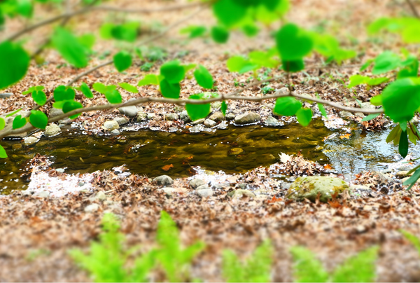 Wishes for the Flower Moon
