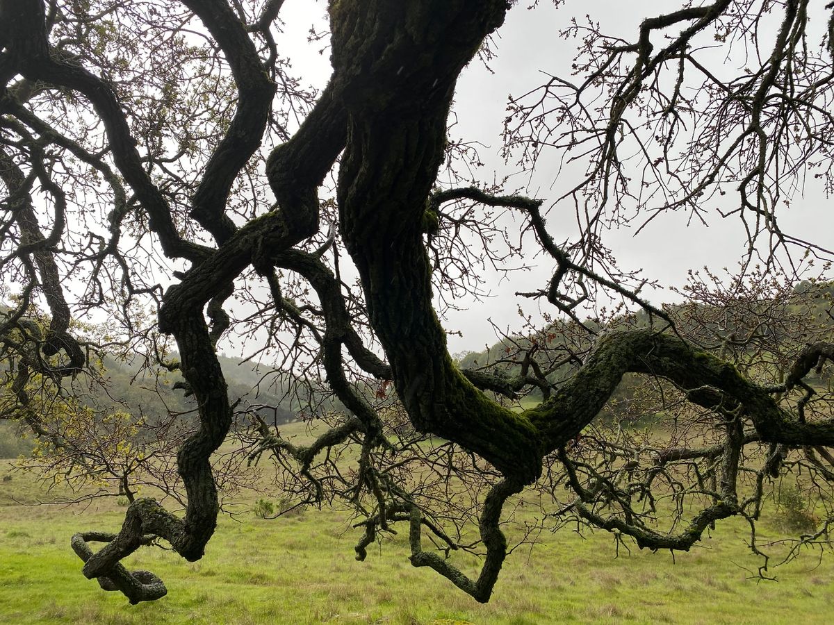We Are Firefighters: A Talk About the Climate and the Trees