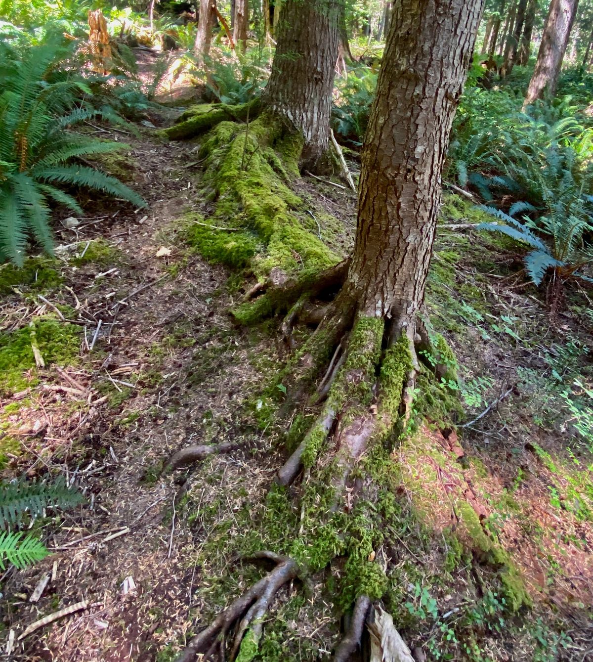 In Honor of Joanna Macy, 1929-2025