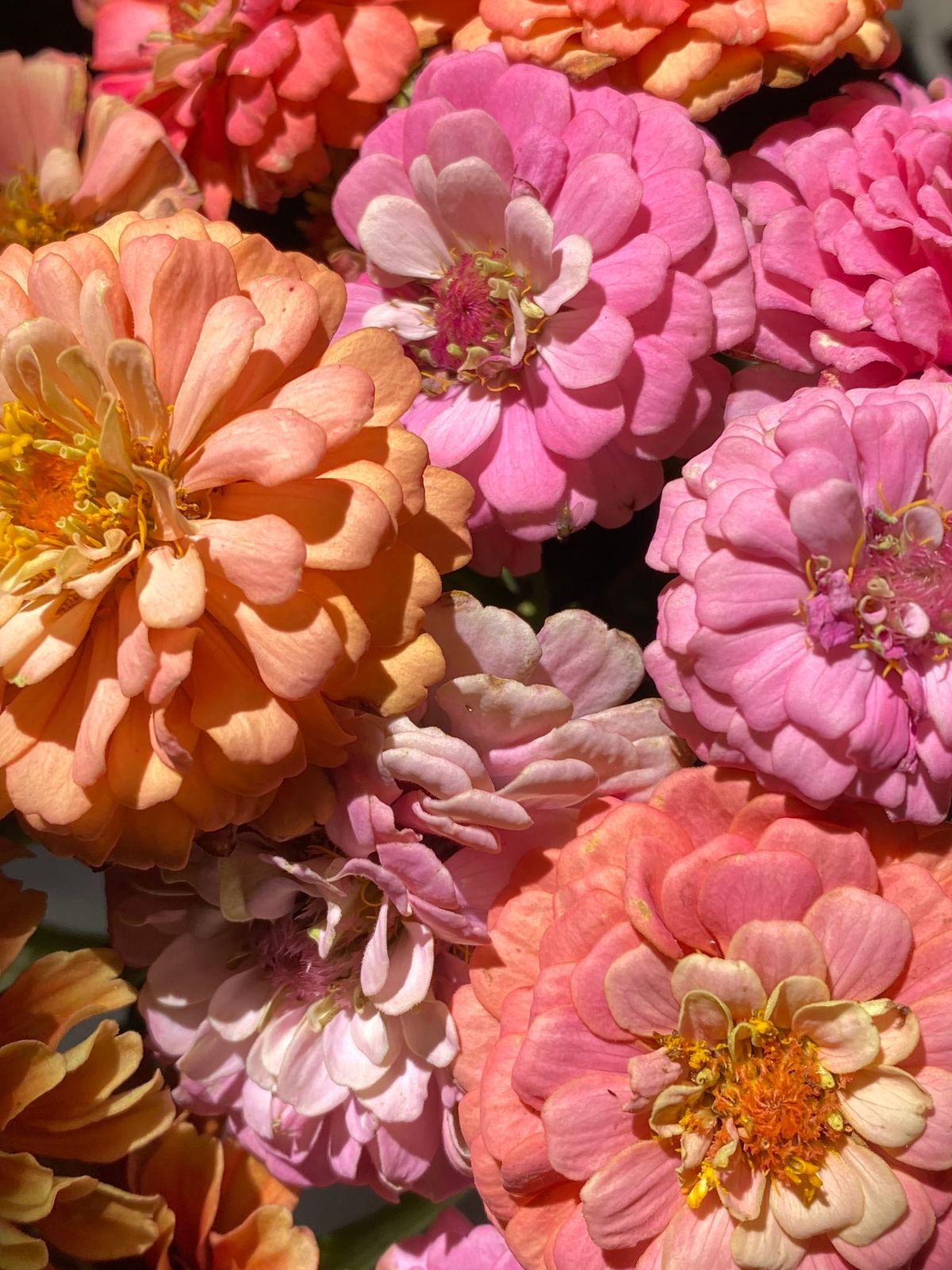 THANK YOU SUPPORTERS!  Today This Newsletter Is Six Months Old